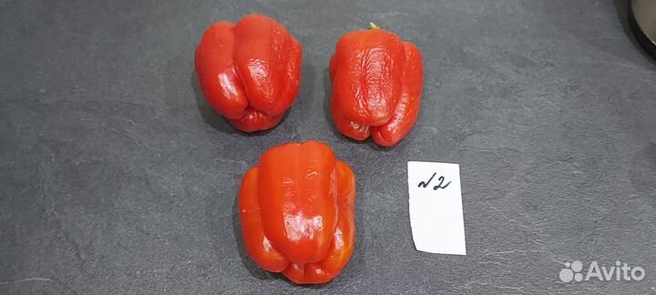 Рассада перца сладкого