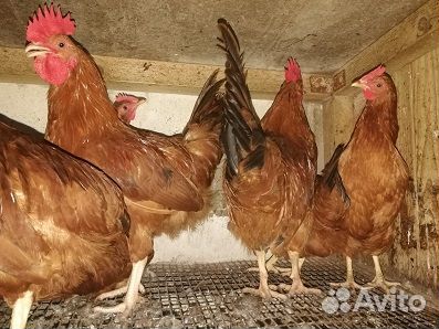 Инкубац. яйцо Мараны чм,Пшеница, Гергебильские,П11