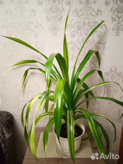 Пальма панданус