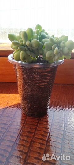 Кремнерия экспатриата кристатная