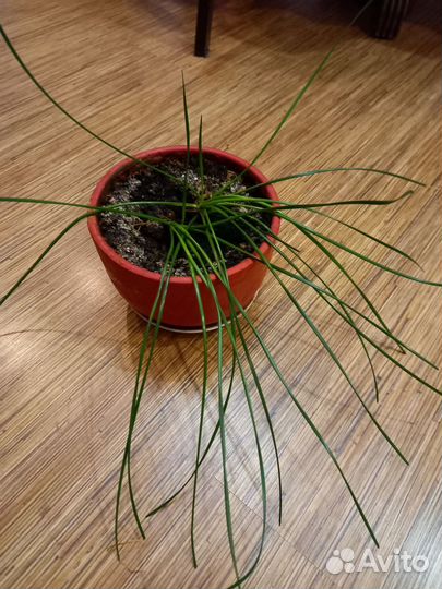 Хлорофитум, зефирантес