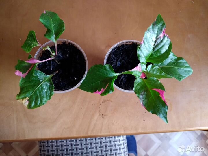 Комнатные растения