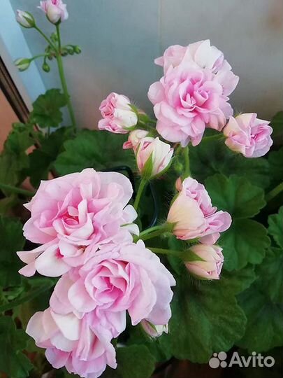 Герань пеларгония розебудная махровая зональная