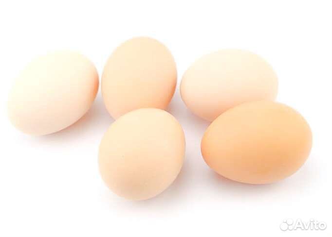 Инкубационное яйцо Малин