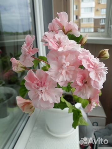 Пеларгония герань