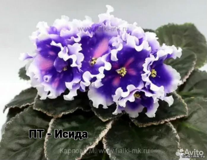 Фиалка