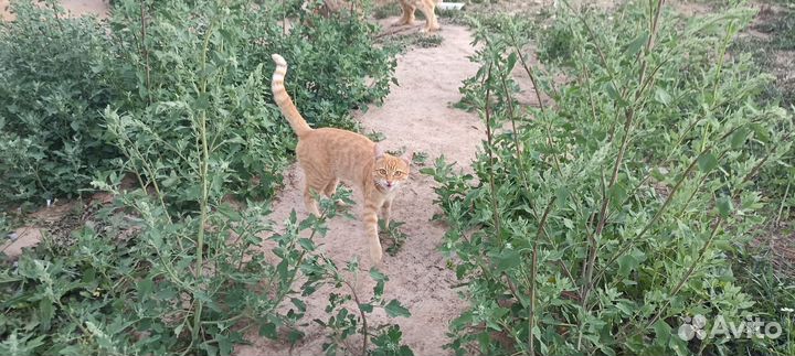 Кошки в добрые руки