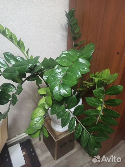 Замиокулькас