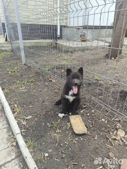 Щенок лайки в добрые руки