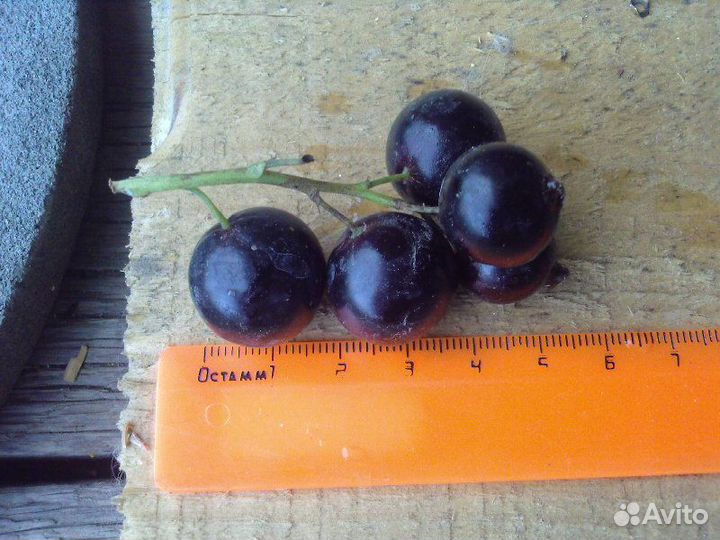 Саженцы чёрная, красная и белая смородина