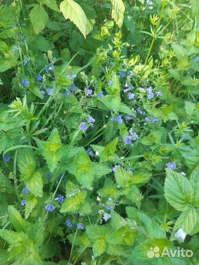 Боярышник цветы, Вероника дубравная