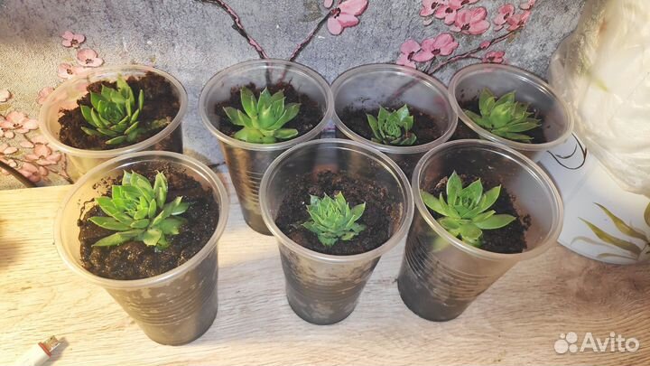 Молодило каменная роза (род суккулент)