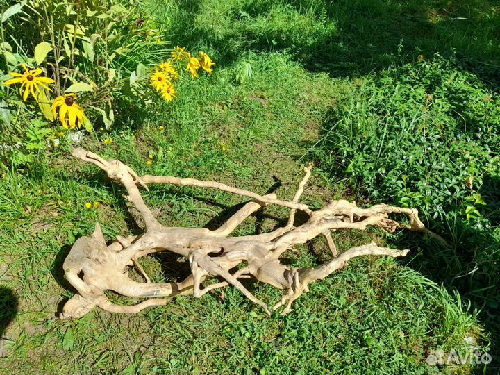 Дрифтвуд, 'Корень мандрагоры' для творчества