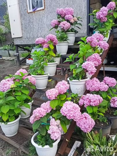 Гортензия взрослые растения