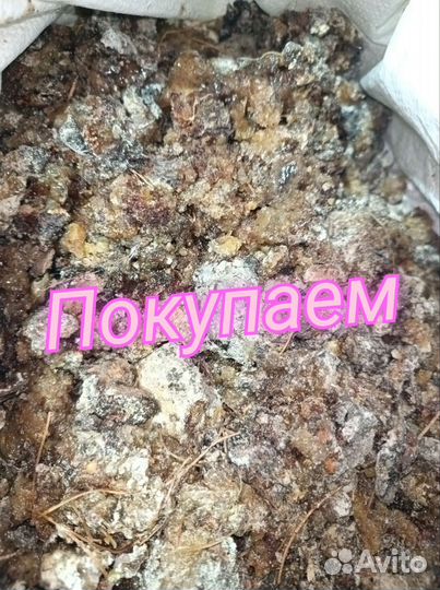 Живица кедровая закуп