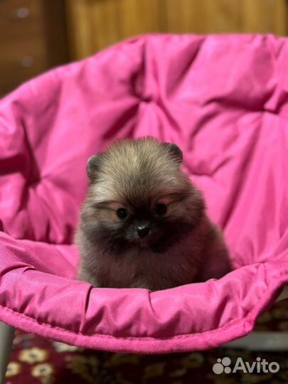 Шпиц мимишка девочка