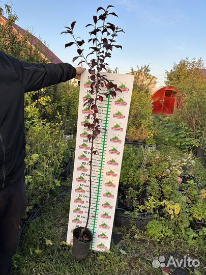 Декоративная яблоня Роялти краснолистная