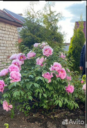 Пион древовидный