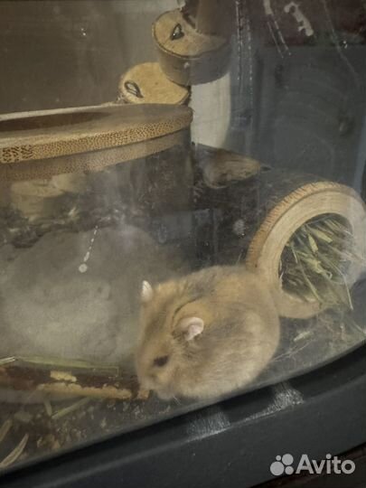 Джунгарский хомяк капучино