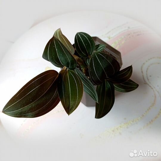 Орхидея Лудизия Драгоценная (Ludisia discolor)