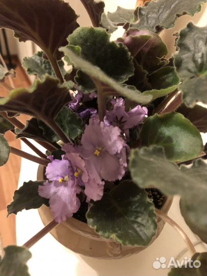 Обменяю взрослые цветущие фиалки