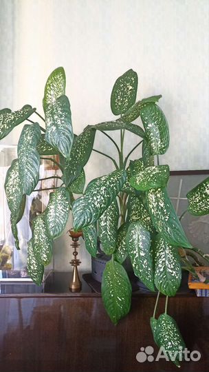 Диффенбахия