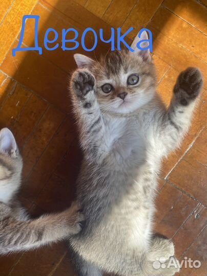 Шотландские котята