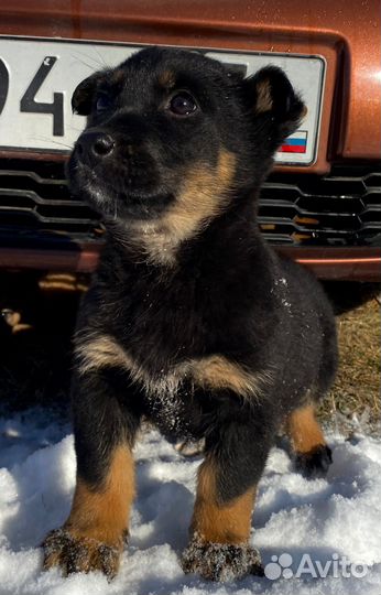 Щенок в добрые руки
