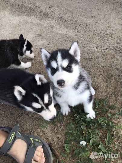 Щенки хаски