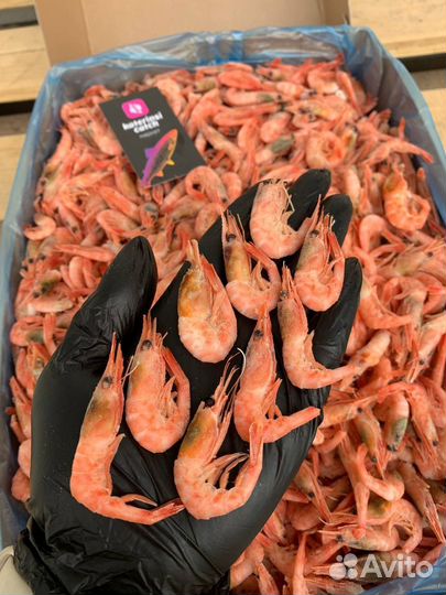 Креветки Северные