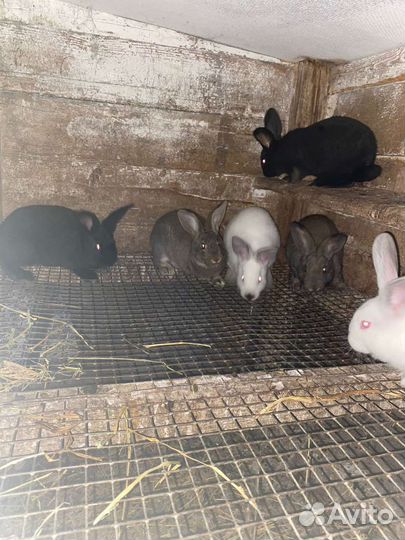 Крольчата