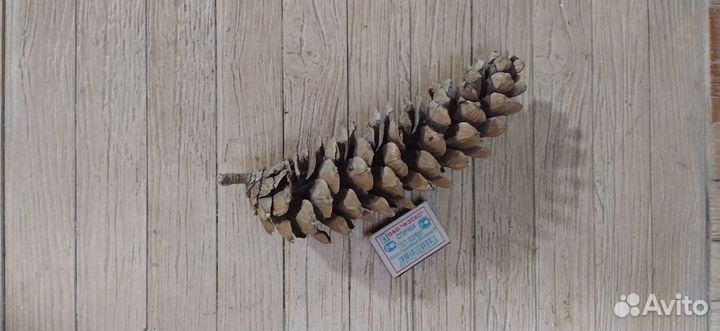 Шишки большие сосны Веймутова и сосны Черной