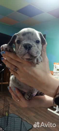 Продам щенков