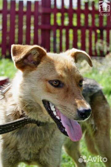 Кайра ищет дом