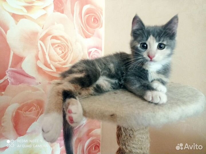 Кошки в добрые руки бесплатно