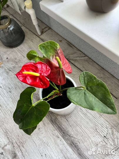 Комнатные цветы