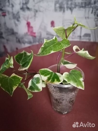 Крестовник крупноязычковый