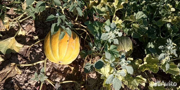 Семена дыни Эфиопка