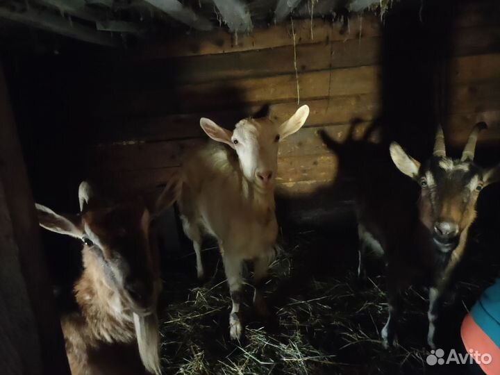 Коза дойная