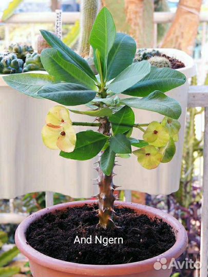 Эуфорбия Миля