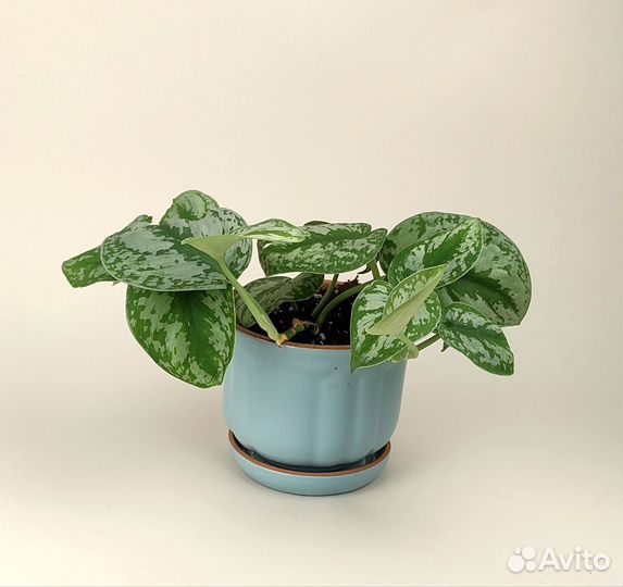 Сциндапсус пиктус треби в керамическом горшке