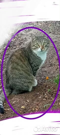 Котики и кошечки