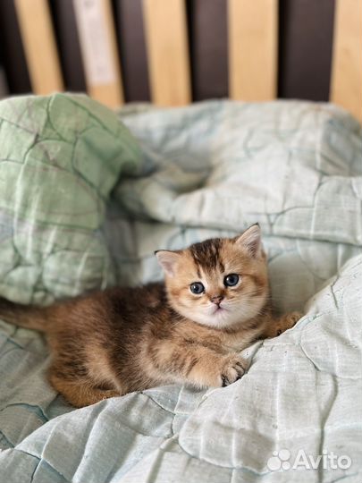 Шотландские котята