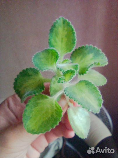 Мята домашняя