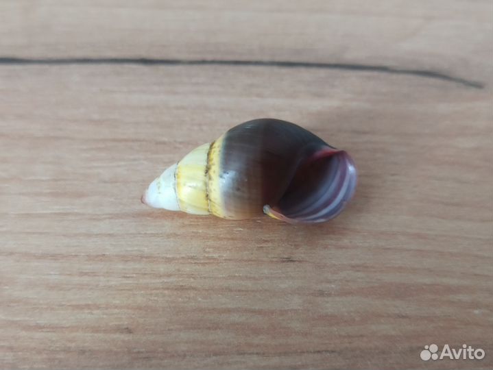 Морская раковина