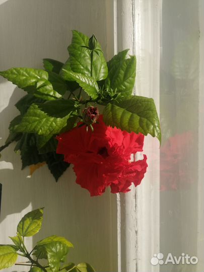 Сотовой махровый гибискус