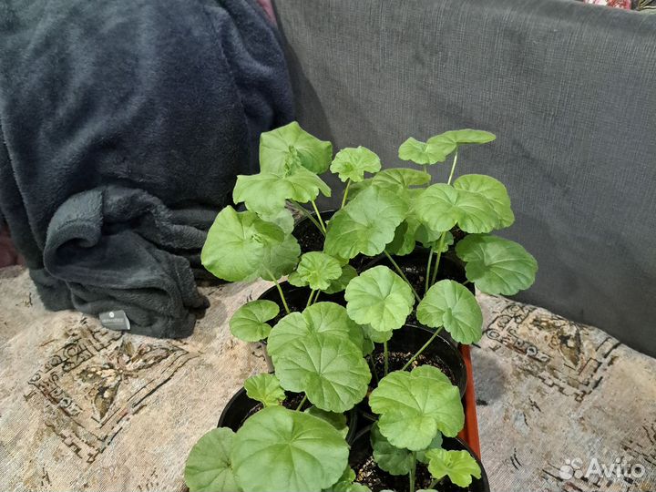 Пеларгония герань