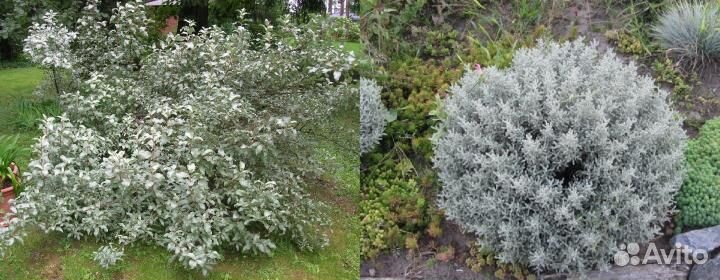 Джигида, лох серебристый