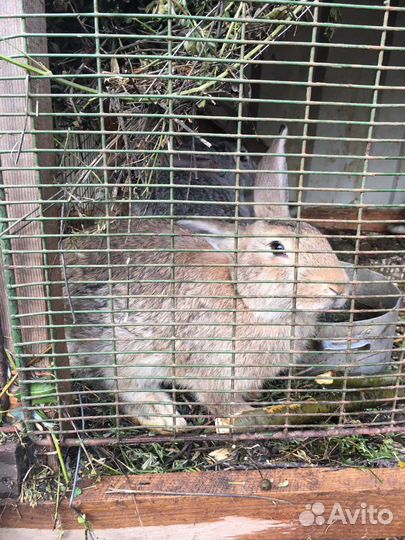 Кролики Великан