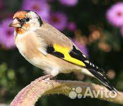 Певчая птица